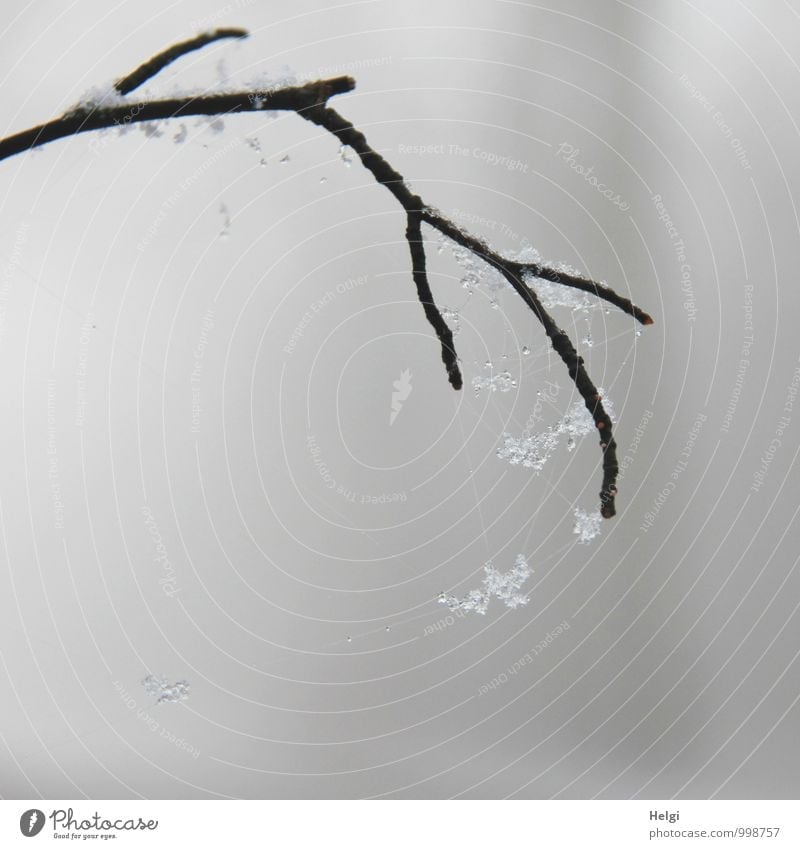 Extraordinary winter web. Environment Nature Winter Ice Frost Snow Twig Forest Hang Esthetic Authentic Exceptional Simple Uniqueness Cold Small Natural Gray