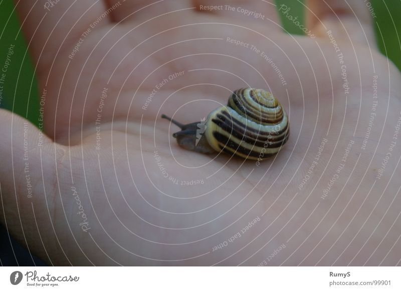 Ed van Schneck Hand Snail shell Feeler Multicoloured Small Emotions