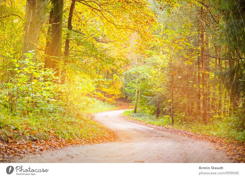 Dreamy forest path Harmonious Relaxation Vacation & Travel Environment Nature Landscape Earth Sunlight Autumn Beautiful weather Tree Forest Lanes & trails