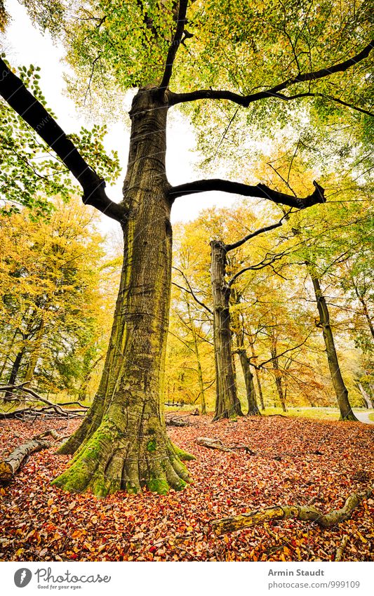 HDR Recording - Autumn Forest Environment Nature Landscape Tree Beech tree Beech wood Autumn leaves Woodground Stand Faded To dry up Esthetic Authentic