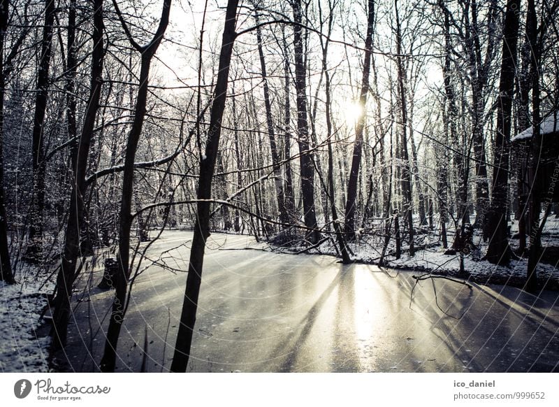 Winter Forest I Vacation & Travel Adventure Freedom Snow Winter vacation Environment Nature Landscape Plant Water Sunlight Ice Frost Snowfall Observe Movement