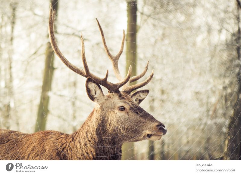 Stag II Environment Nature Winter Park Forest Animal Wild animal Animal face Deer 1 Catch Hunting Curiosity Cute Brown Contentment Joie de vivre (Vitality)